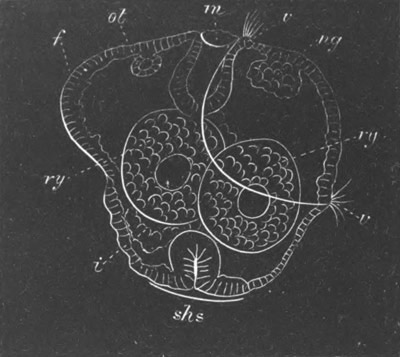 Illustration: Figure 218