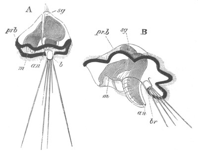 Illustration: Figure 233