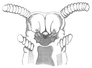 Illustration: Figure 242