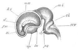 Illustration: Figure 262