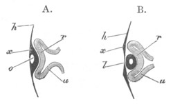 Illustration: Figure 285