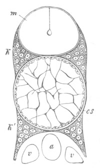 Illustration: Figure 314