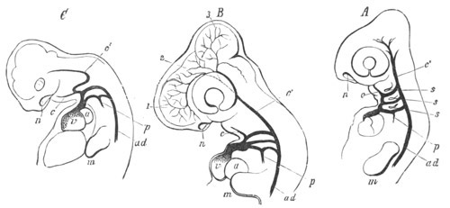 Illustration: Figure 365