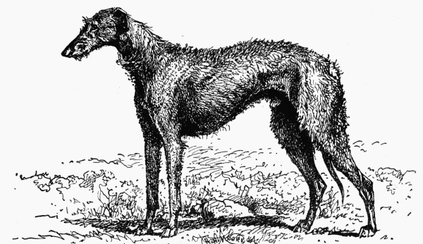 DEERHOUND, CH. "SELWOOD DHOURAN". R. HOOD WRIGHT, OWNER.