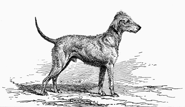 BEDLINGTON-TERRIER. CH. "CLYDE-BOY" R.H. SMITH. OWNER.