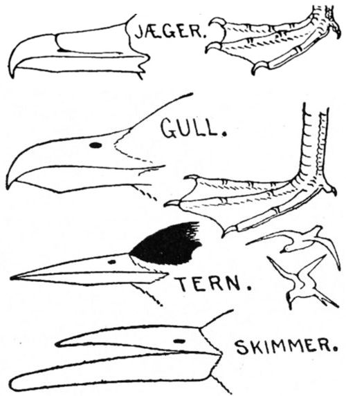 ORDER 2. LONG-WINGED SWIMMERS.—Longipennes.