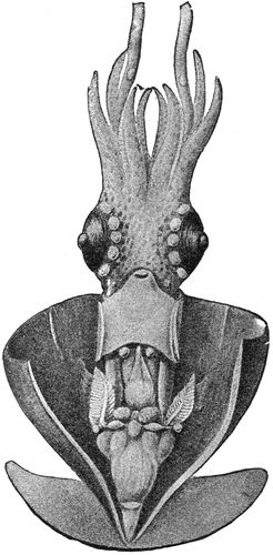 Lycoteuthis