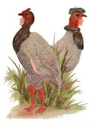 Guinea Hen