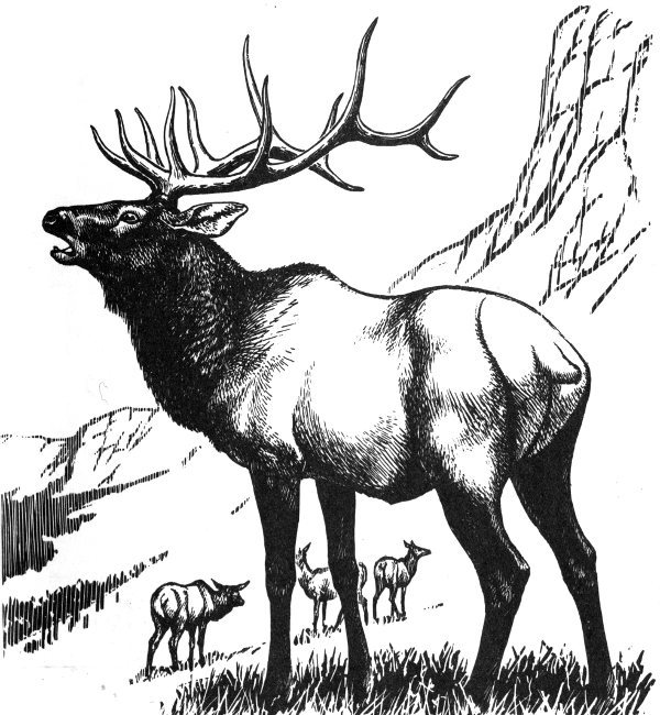 elk