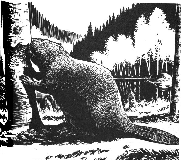 beaver