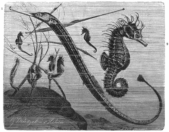 1) Groote Zeenaald (Syngnathus acus).—2) Zeepaardje (Hippocampus antiquorum). ½ v. d. ware grootte.