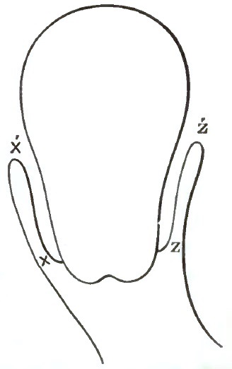 Descent of the virgin uterus