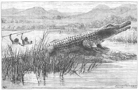 HUNTING THE CROCODILE