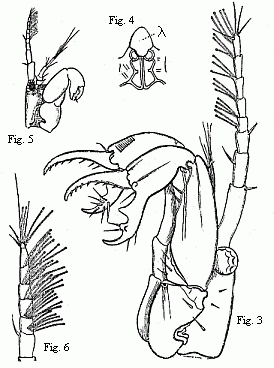 Fig. 3. Head of the ordinary form of the male of Tanais dubius (?) Kr. magnified. The terminal setæ of the second pair of antennæ project between the cheliferous feet.<br>
Fig. 4. Buccal region of the same from below; lambda, labrum.<br>
Fig. 5. Head of the rarer form of the male, magnified.<br>
Fig. 6. Flagellum of the same, with olfactory filaments, magnified.