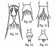 (Figs. 19 to 23. Tails of the Zoëæ of various Crabs. Fig. 19. Pinnotheres. Fig. 20. Sesarma. Fig. 21. Xantho. Fig. 22 and 23 of unknown origin.