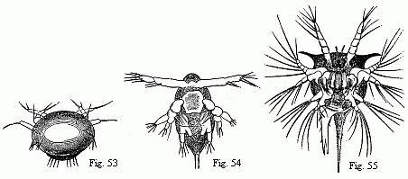 Figs. 53 and 54. Nauplii of Copepoda, the former magnified, the latter magnified 2x. Fig. 55. Nauplius of Tetraclita porosa after the first moult, magnified 90 diam. The brain is seen surrounding the eye, and from it the olfactory filaments issue; behind it are some delicate muscles passing to the buccal hood.