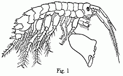 Fig. 1. Melita exilii n. sp., male, enlarged. The large branchial lamellæ are seen projecting between the legs.