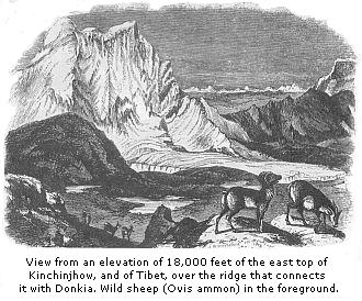 View from an
elevation of 18,000 feet of the east top of Kinchinjhow, and of Tibet, over the
ridge that connects it with Donkia. Wild sheep (Ovis Ammon) in the foreground