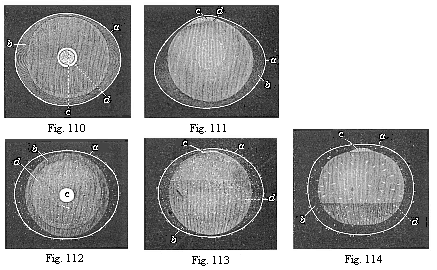 Fig.110. Ovum of a rabbit from the
uterus, one-sixth of an inch in diameter. Fig. 111. The same ovum, seen in
profile. Fig. 112. Ovum of a rabbit from the uterus, one-fourth of an inch in
diameter. Fig. 113. The same ovum, seen in profile. Fig. 114. Ovum of a rabbit
from the uterus, one-third of an inch in diameter.