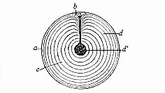 Fig.15 A fertilised ovum from the oviduct of a hen