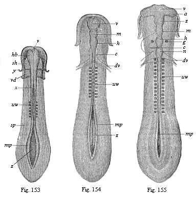 Figs. 153-155. Sole-shaped embryonic
disk of the chick, in three successive stages of development, looked at from
the dorsal surface, magnified, somewhat diagrammatic.