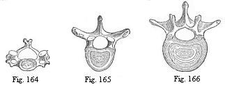 Fig.164. The third cervical vertebra
(human)> Fig. 165. The sixth dorsal vertebra (human). Fig. 166. The second
lumbar vertebra (human).