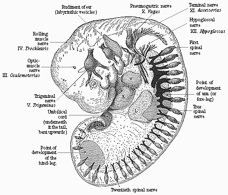 Fig.171. Human embryo of the fourth
week (twenty-six days old).