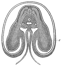 Fig.172. Transverse
section of the shoulder and fore-limb (wing) of a chick-embryo of the fourth
day.