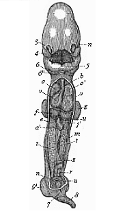 Fig.183. Human embryo,
four weeks old, opened on the ventral side.