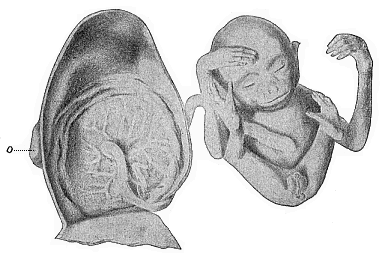 Fig.197. Male embryo of the
Siamang-gibbon (Hylobates siamanga) of Sumatra.