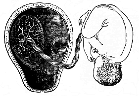 Fig.200. Mature human foetus
(at the end of the pregnancy, in its natural position, taken out of the uterine
cavity).