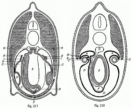 Fig.217. Transverse section through
the middle of the Amphioxus. Fig. 218. Transverse section of a primitive fish
embryo.