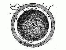 Fig.23 The
fertilisation of the ovum by the spermatozoon.