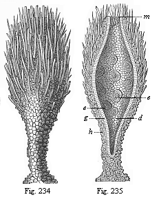 Figs. 234 and 235. Prophysema primordiale, a
living gastraead.