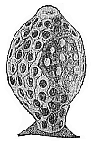 Fig.238. Olynthus, a
very rudimentary sponge.