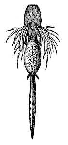 Fig.261. Larva of the
Spotted Salamander (Salamandra maculata), seen from the ventral side.