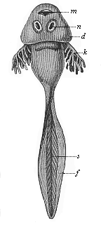 Fig.262. Larva of the
common grass-frog (Rana temporaria), or “tadpole.”