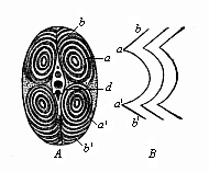 Fig.346. Transverse
section of a fish’s tail (from the tunny).