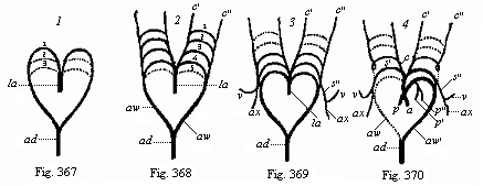 Figs. 367-70.
Metamorphosis of the five arterial arches in the human embryo.