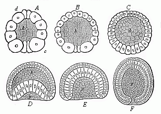 Fig.38 Gastrulation of the
amphioxus.