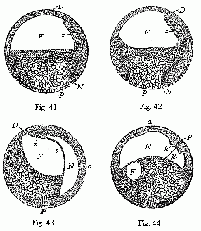 Figs. 41-44. Four vertical sections
of the fertilised ovum of the toad, in four successive stages of development.