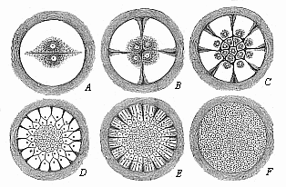 Fig. 57 Diagram of discoid segmentation in
the bird’s ovum.