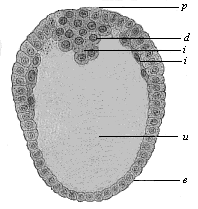 Fig.67. Longitudinal
section through the oval gastrula of the opossum.