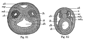 Figs. 81 and 82. Transverse section of amphioxus
embryo.