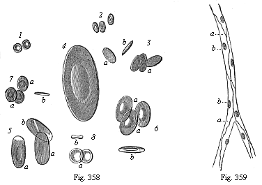 Fig. 358. Red blood-cells of various Vertebrates. Fig. 359. Vascular tissues or endothelium (vasalium). A capillary from the mesentery.