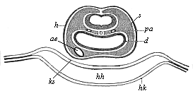 Transverse section of the head of a chick-embryo, thirty-six hours old.